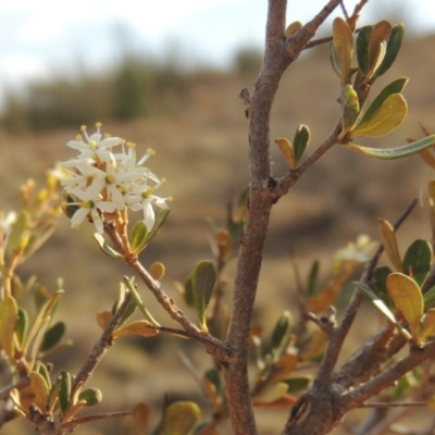 Bursaria spinosa (Native Blackthorn, Sweet Bursaria) at Greenway, ACT - 22 Jan 2020 by MichaelBedingfield