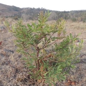 Acacia rubida at Greenway, ACT - 22 Jan 2020