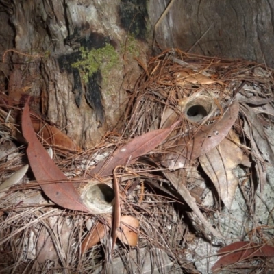 Arbanitis sp. (genus) (A spiny trapdoor spider) at Pomona, QLD - 5 Sep 2014 by jenqld