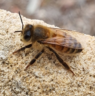 Apis mellifera (European honey bee) at Queanbeyan West, NSW - 22 May 2020 by Speedsta