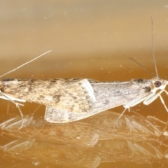 Achyra affinitalis (Cotton Web Spinner) at Ainslie, ACT - 15 Apr 2020 by jbromilow50