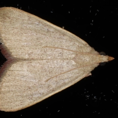 Ocrasa acerasta (A Pyralid moth) at Ainslie, ACT - 15 Apr 2020 by jbromilow50