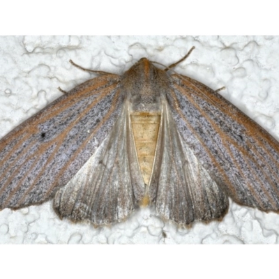 Paralaea porphyrinaria (Chestnut Vein Crest Moth) at Ainslie, ACT - 15 Apr 2020 by jb2602