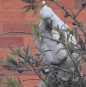 Cacatua galerita at Aranda, ACT - 20 May 2020