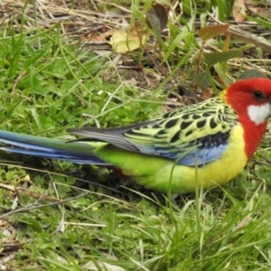 Platycercus eximius at Aranda, ACT - 22 May 2020 12:43 PM