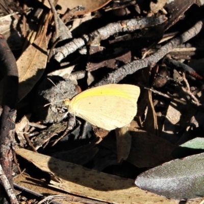 Eurema smilax (Small Grass-yellow) at Hackett, ACT - 17 May 2020 by Sarah2019