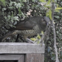 Ptilonorhynchus violaceus (Satin Bowerbird) at Aranda, ACT - 22 May 2020 by KMcCue