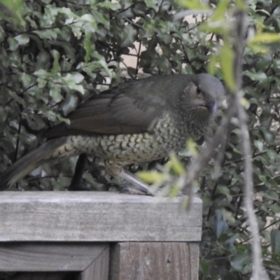 Ptilonorhynchus violaceus (Satin Bowerbird) at Aranda, ACT - 22 May 2020 by KMcCue