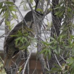 Ptilonorhynchus violaceus at Aranda, ACT - 22 May 2020