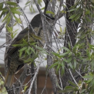 Ptilonorhynchus violaceus at Aranda, ACT - 22 May 2020