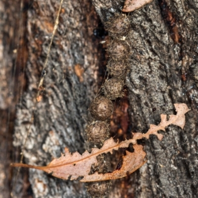 Celaenia calotoides (Bird-dropping spider) at Spence, ACT - 22 May 2020 by Bron