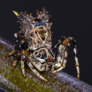 Celaenia calotoides at Melba, ACT - 29 Mar 2012 01:14 PM