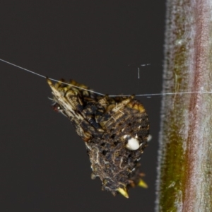 Celaenia calotoides at Melba, ACT - 29 Mar 2012 01:14 PM