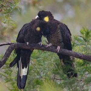 Zanda funerea at Googong, NSW - 22 May 2020