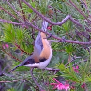 Acanthorhynchus tenuirostris at Melba, ACT - 22 May 2020