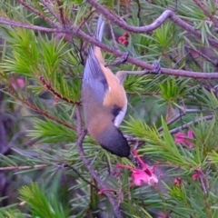 Acanthorhynchus tenuirostris at Melba, ACT - 22 May 2020