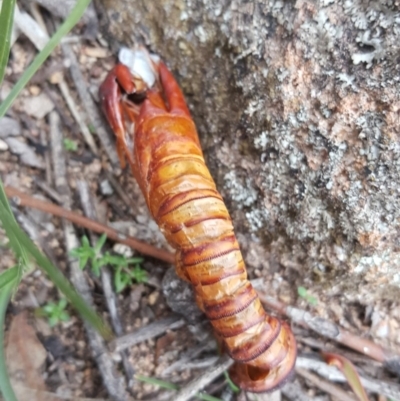 Hepialidae (family) (Unidentified Swift or Ghost Moth) at Jerrabomberra, ACT - 22 May 2020 by Mike