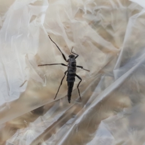 Boreoides subulatus at Jerrabomberra, ACT - 22 May 2020