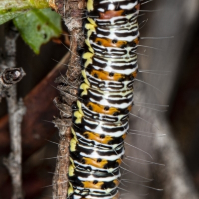 Eutrichopidia latinus (Yellow-banded Day-moth) at Hackett, ACT - 9 Apr 2020 by DerekC