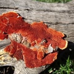 Trametes coccinea (Scarlet Bracket) at Mount Ainslie - 17 May 2020 by JanetRussell