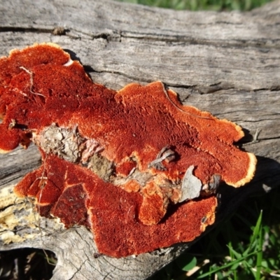 Trametes coccinea (Scarlet Bracket) at Campbell, ACT - 17 May 2020 by JanetRussell