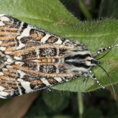 Apina callisto (Pasture Day Moth) at Majura, ACT - 15 Apr 2020 by jbromilow50