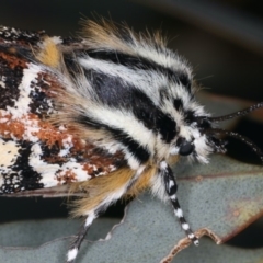 Apina callisto at Majura, ACT - 15 Apr 2020