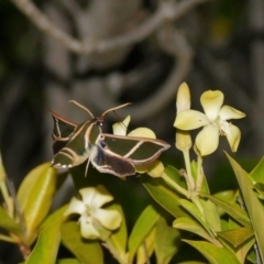 Cizara ardeniae (Coprosma Hawk Moth) at Black Range, NSW - 24 Nov 2017 by AndrewMcCutcheon