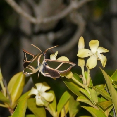 Cizara ardeniae (Coprosma Hawk Moth) at Black Range, NSW - 24 Nov 2017 by AndrewMcCutcheon