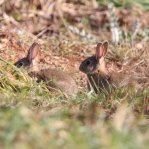 Oryctolagus cuniculus at Kingston, ACT - 21 May 2020