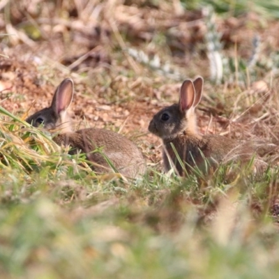 Oryctolagus cuniculus (European Rabbit) at Kingston, ACT - 21 May 2020 by RodDeb