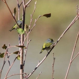 Zosterops lateralis at Fyshwick, ACT - 21 May 2020