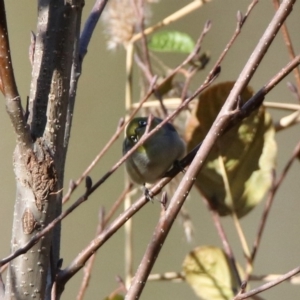 Zosterops lateralis at Fyshwick, ACT - 21 May 2020