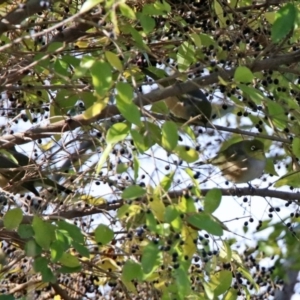 Zosterops lateralis at Fyshwick, ACT - 21 May 2020