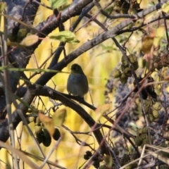 Zosterops lateralis at Fyshwick, ACT - 21 May 2020