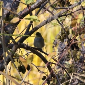 Zosterops lateralis at Fyshwick, ACT - 21 May 2020