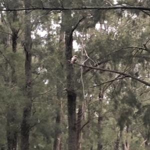 Dacelo novaeguineae at Stromlo, ACT - 22 May 2020