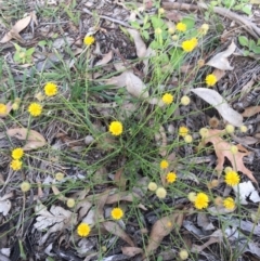 Calotis lappulacea at Lake Burley Griffin West - 19 May 2020