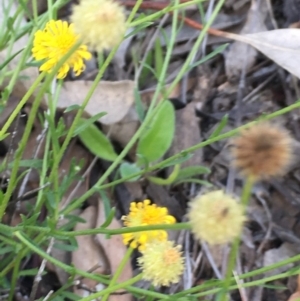 Calotis lappulacea at Lake Burley Griffin West - 19 May 2020