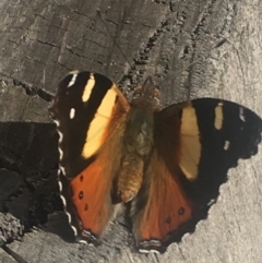 Vanessa itea (Yellow Admiral) at Burra, NSW - 6 May 2020 by Safarigirl