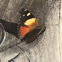 Vanessa itea at Burra, NSW - 6 May 2020