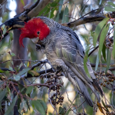 Callocephalon fimbriatum (Gang-gang Cockatoo) at Sutton, NSW - 21 May 2020 by CedricBear