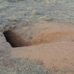 Vombatus ursinus (Common wombat, Bare-nosed Wombat) at Bullen Range - 22 Jan 2020 by michaelb