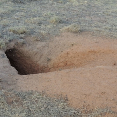 Vombatus ursinus (Common wombat, Bare-nosed Wombat) at Bullen Range - 22 Jan 2020 by michaelb