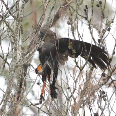 Calyptorhynchus lathami (Glossy Black-Cockatoo) at Bundanoon, NSW - 23 May 2020 by Snowflake