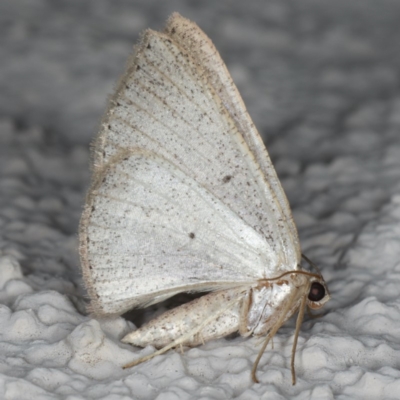 Casbia (genus) (A Geometer moth) at Ainslie, ACT - 22 May 2020 by jbromilow50