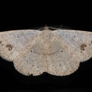 Casbia (genus) at Ainslie, ACT - 22 May 2020