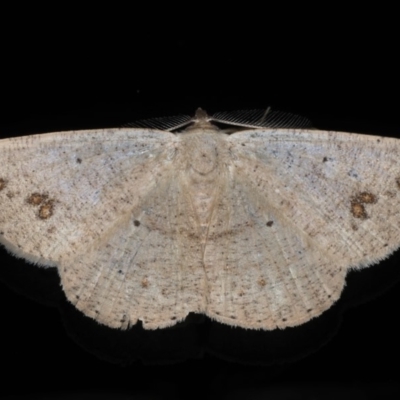 Casbia (genus) (A Geometer moth) at Ainslie, ACT - 22 May 2020 by jbromilow50