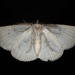 Casbia (genus) at Ainslie, ACT - 22 May 2020