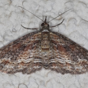 Chloroclystis filata at Ainslie, ACT - 22 May 2020